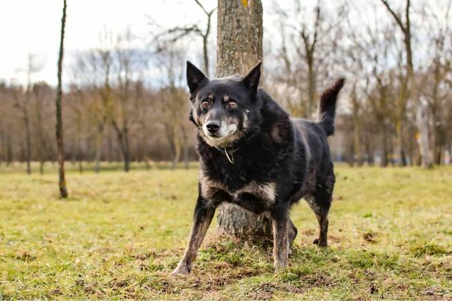 Lopez-starszy porzucony, deikatny i wrazliwy psiak do aodpcji