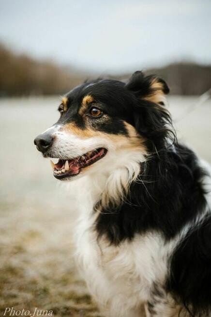 Borda-suczka z charakterem, do świadomej adopcji