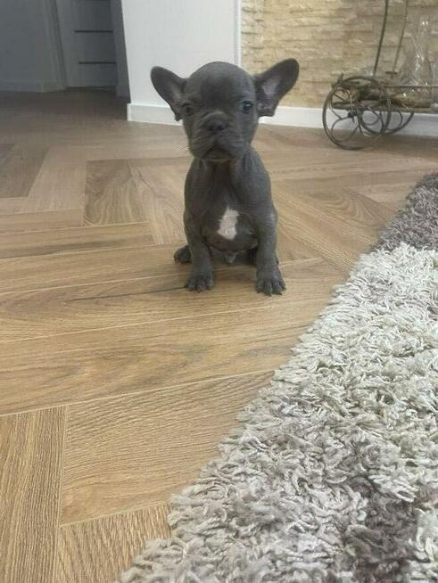 buldog francuski