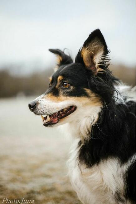 Borda-suczka z charakterem, do świadomej adopcji