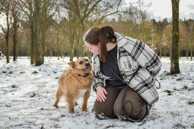 Hugo-szorstki rudy piesek czeka na spokojny, cierpliwy dom