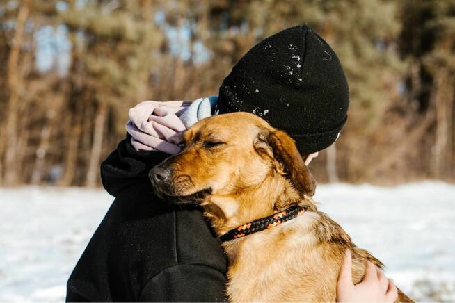 Cheetos-energiczny, młody pies do adopcji