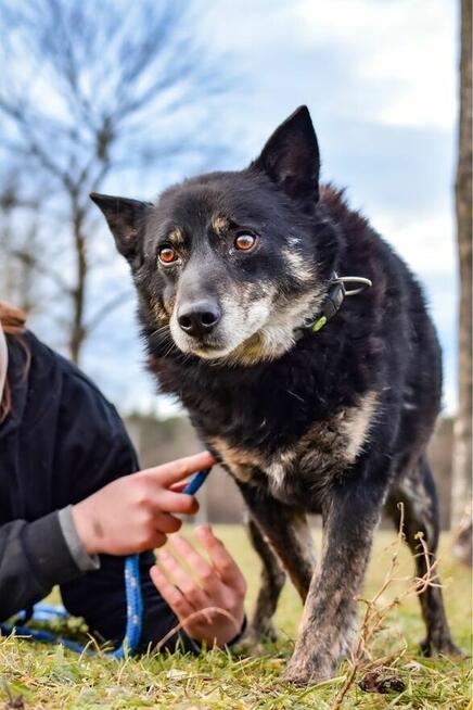 Lopez-starszy porzucony, deikatny i wrazliwy psiak do aodpcji