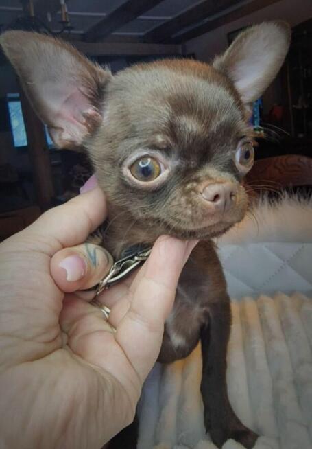 Piesek Chihuahua - Luter. Czekoladowy.