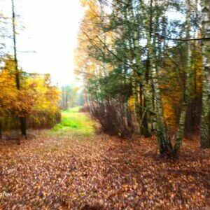 Działka leśna 5,2 ha i rolna 0,55ha Tłuszcz Pawłów Jadów