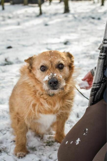Hugo-szorstki rudy piesek czeka na spokojny, cierpliwy dom