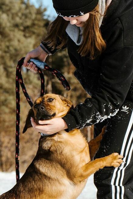 Cheetos-energiczny, młody pies do adopcji