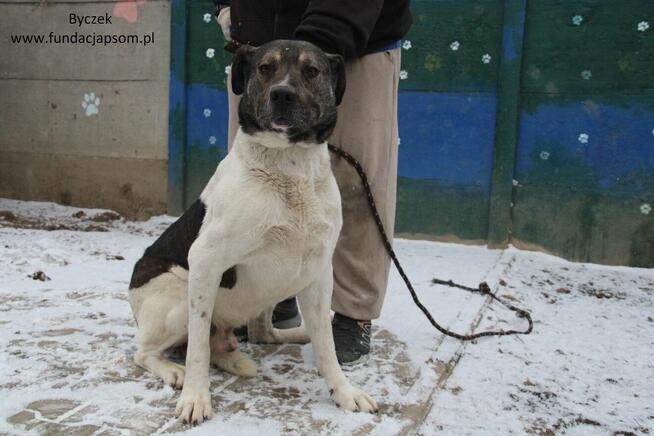 Byczek szuka właściciela