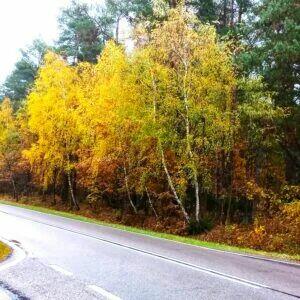 Działka leśna 5,2 ha i rolna 0,55ha Tłuszcz Pawłów Jadów