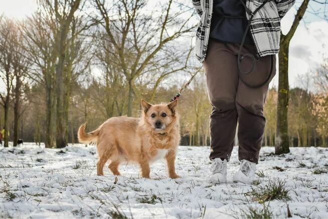 Hugo-szorstki rudy piesek czeka na spokojny, cierpliwy dom