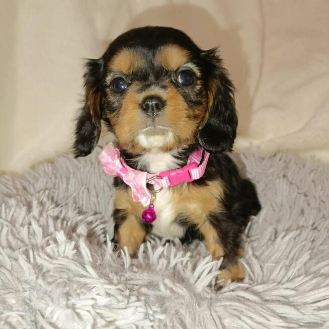 Piękna sunia Cavalier King Charles spaniel Ruby