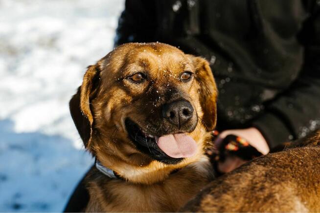 Cheetos-energiczny, młody pies do adopcji