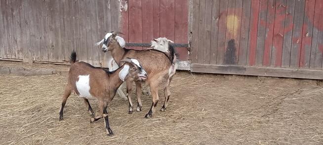 Srzedam mleczne kozy