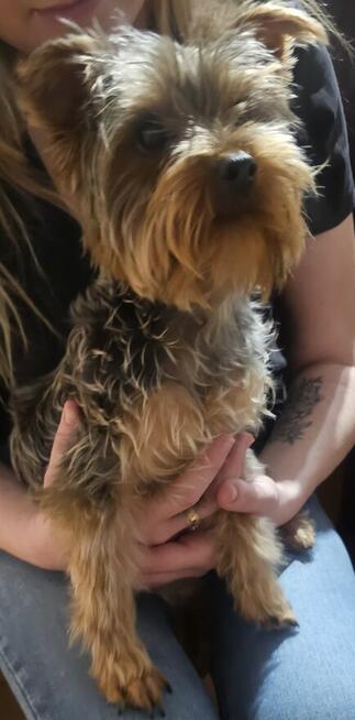 York Terrier miniaturka