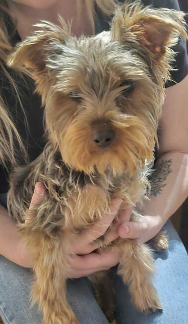 York Terrier miniaturka