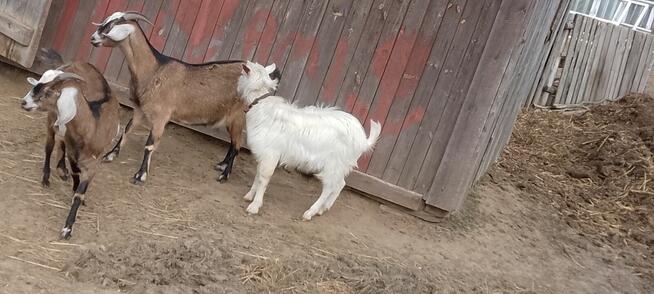 Srzedam mleczne kozy