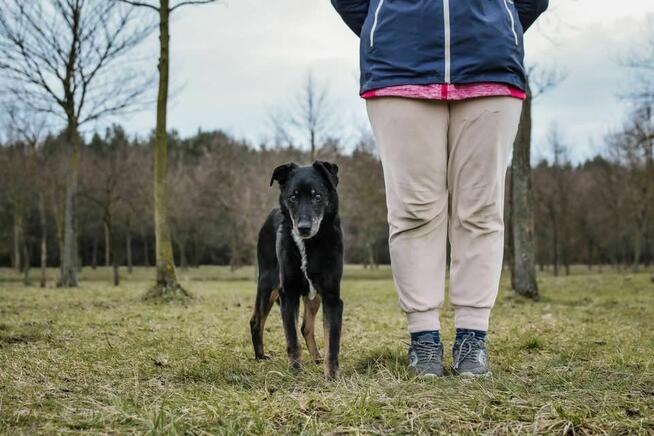 Topik- 14 letni staruszek, nie ma czasu czekać-pilna adopcja