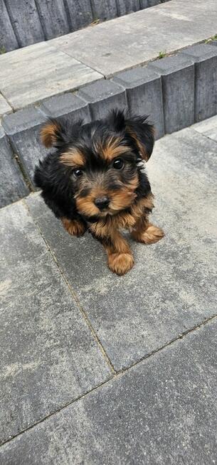 York Terrier miniaturka