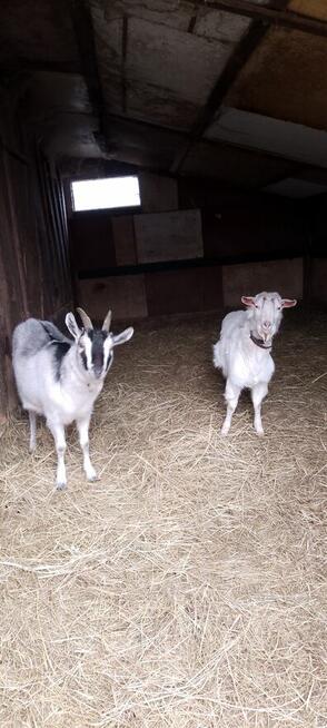 Srzedam mleczne kozy