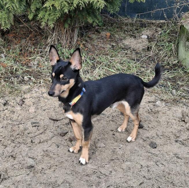 SZczeniak GACUŚ czeka na dom