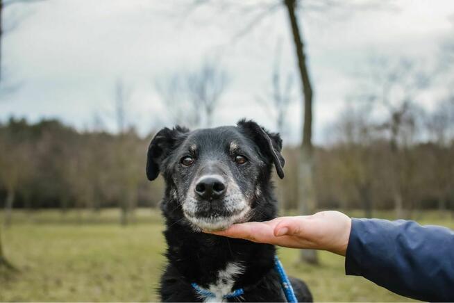 Topik- 14 letni staruszek, nie ma czasu czekać-pilna adopcja