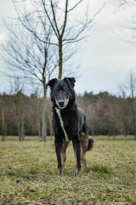 Topik- 14 letni staruszek, nie ma czasu czekać-pilna adopcja