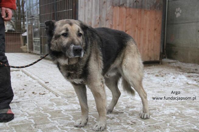 Argo szuka właściciela