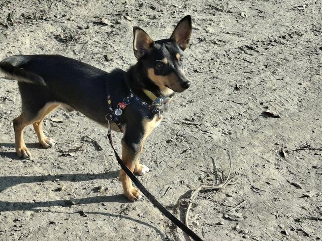 SZczeniak GACUŚ czeka na dom