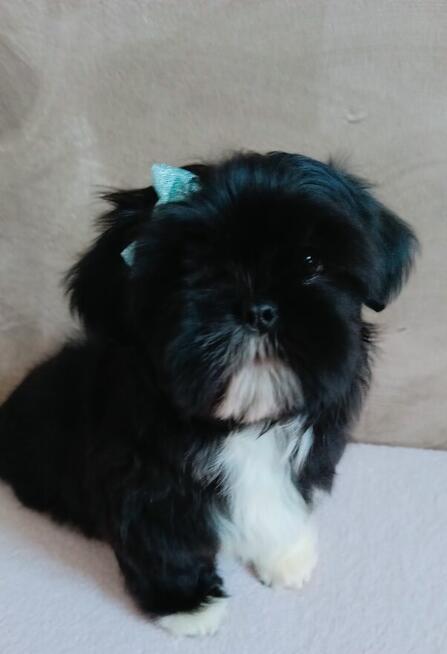 Prześliczny maleńki chłopiec Shih Tzu gotowy do odbioru
