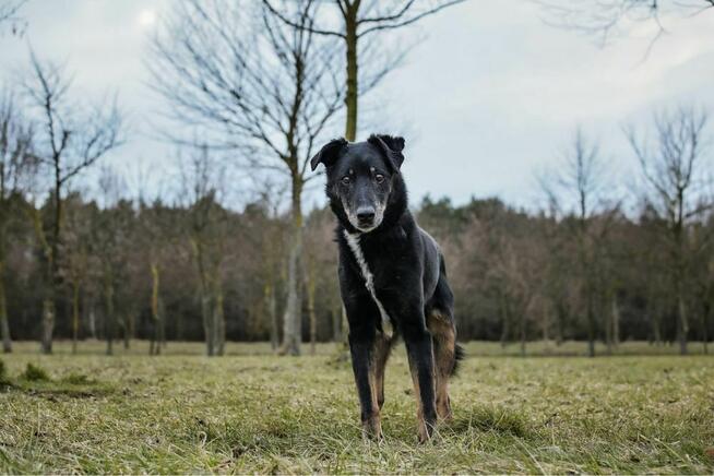 Topik- 14 letni staruszek, nie ma czasu czekać-pilna adopcja