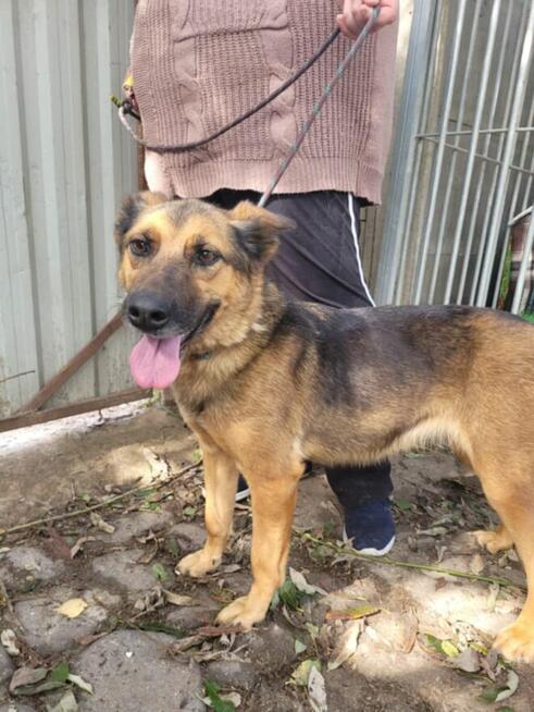 Baja do adopcji