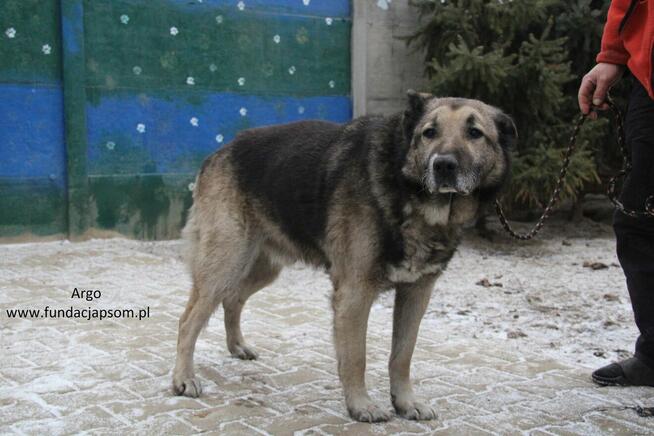 Argo szuka właściciela