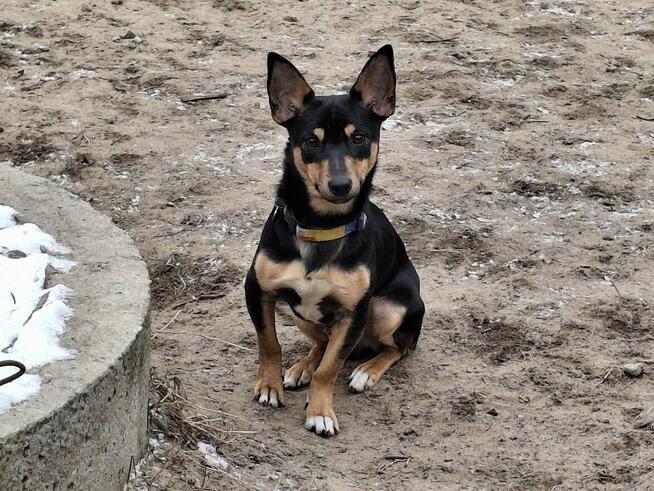 SZczeniak GACUŚ czeka na dom