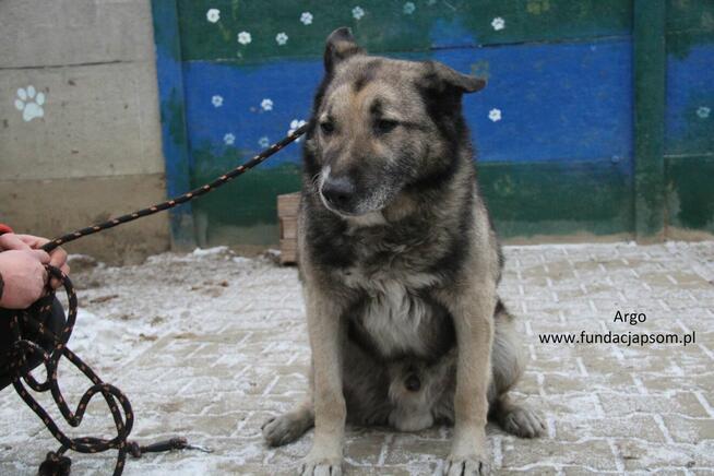 Argo szuka właściciela