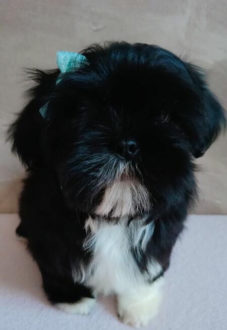 Prześliczny maleńki chłopiec Shih Tzu gotowy do odbioru