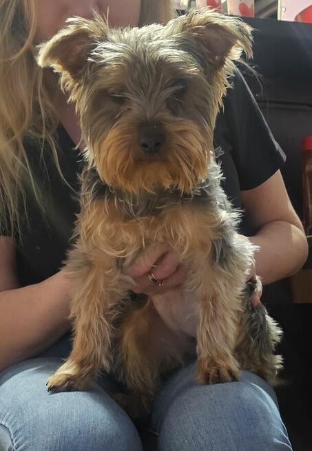 York Terrier miniaturka