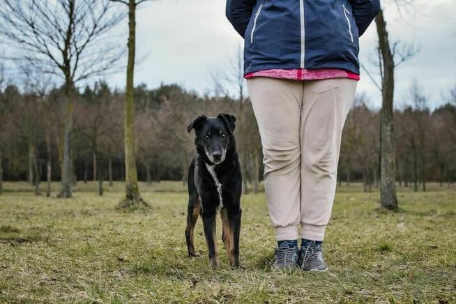 Topik- 14 letni staruszek, nie ma czasu czekać-pilna adopcja