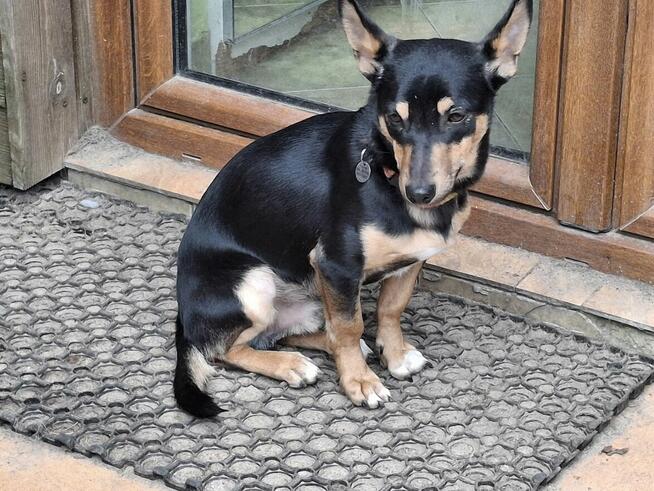 SZczeniak GACUŚ czeka na dom