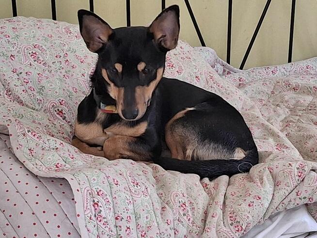 SZczeniak GACUŚ czeka na dom