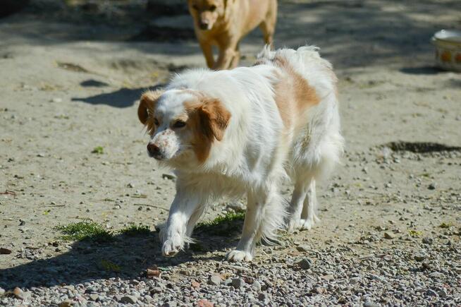 Leila - przepiękna, łagodna, ułożona sunia!