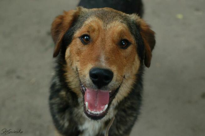 Kapral - wesoły, przyjazny, niezwykle oddany pies!