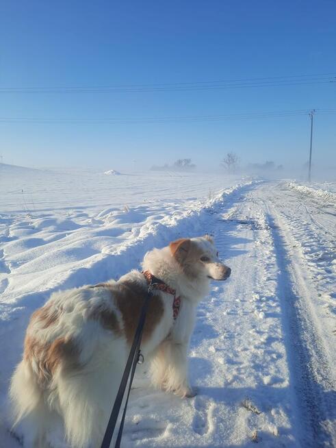 Leila - przepiękna, łagodna, ułożona sunia!