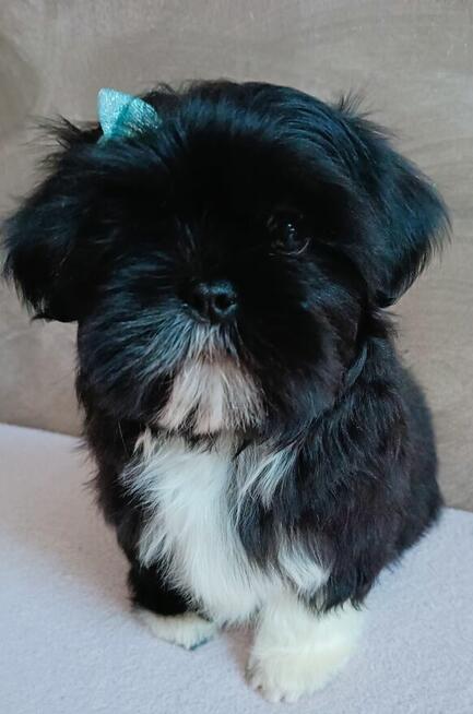 Prześliczny maleńki chłopiec Shih Tzu gotowy do odbioru