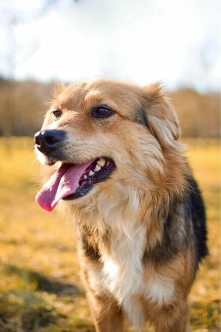 Dunkan-cudowny pozytywny pies do adopcji-podarun dom