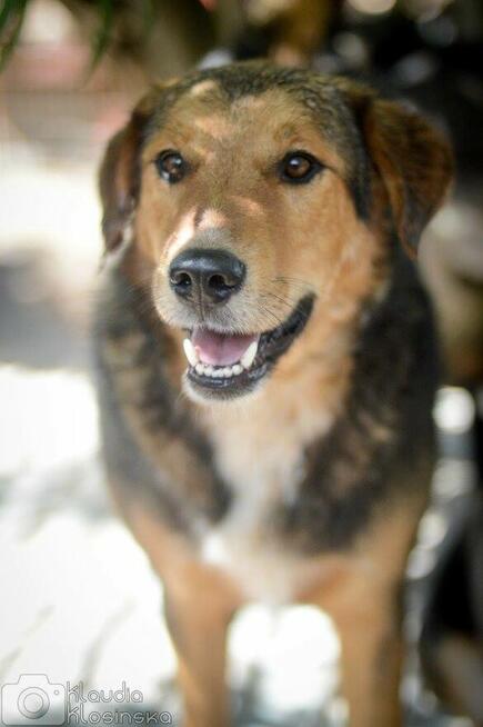 Kapral - wesoły, przyjazny, niezwykle oddany pies!