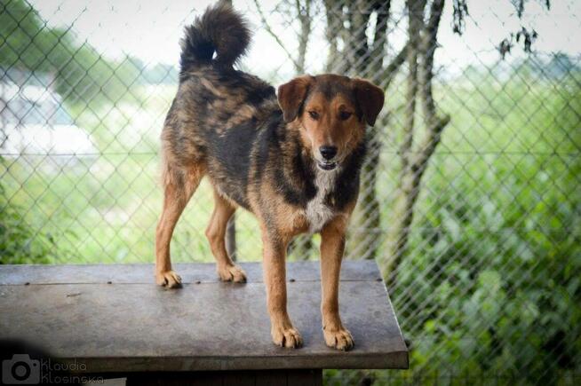 Kapral - wesoły, przyjazny, niezwykle oddany pies!