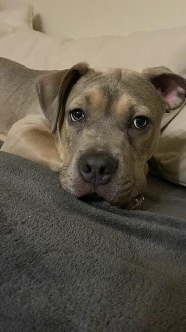 Piękny piesek Amstaff tricolor