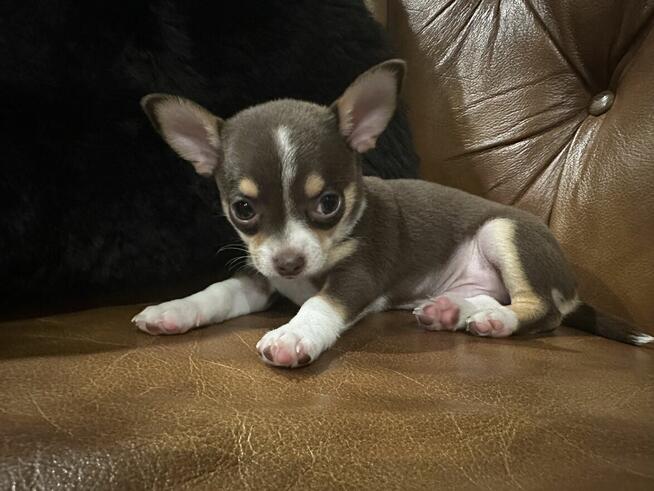 Piękny piesek chihuahua krótkowłosy tricolor