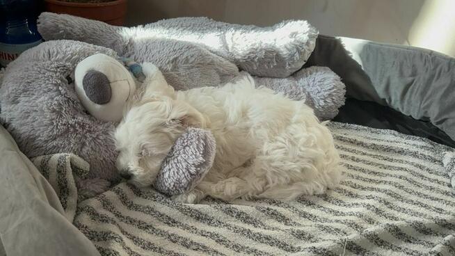 Maltańczyk gotowy do odbioru :))