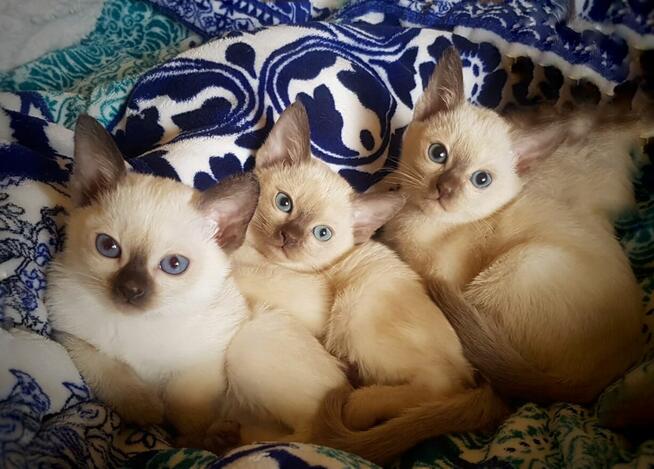 Kotki rasy tonkijskiej, hodowla ANCYMONKI*PL